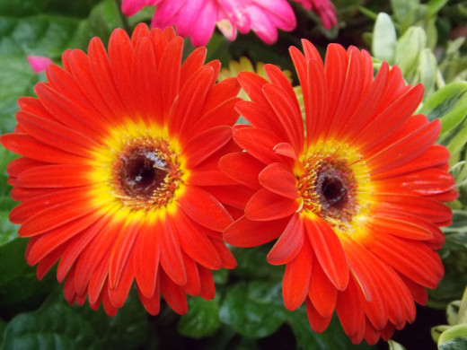 799726 (a): :2500x1875